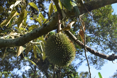 Durian