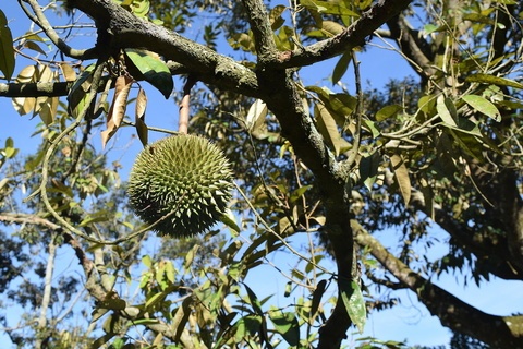 Durian