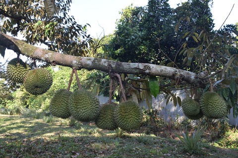Durian
